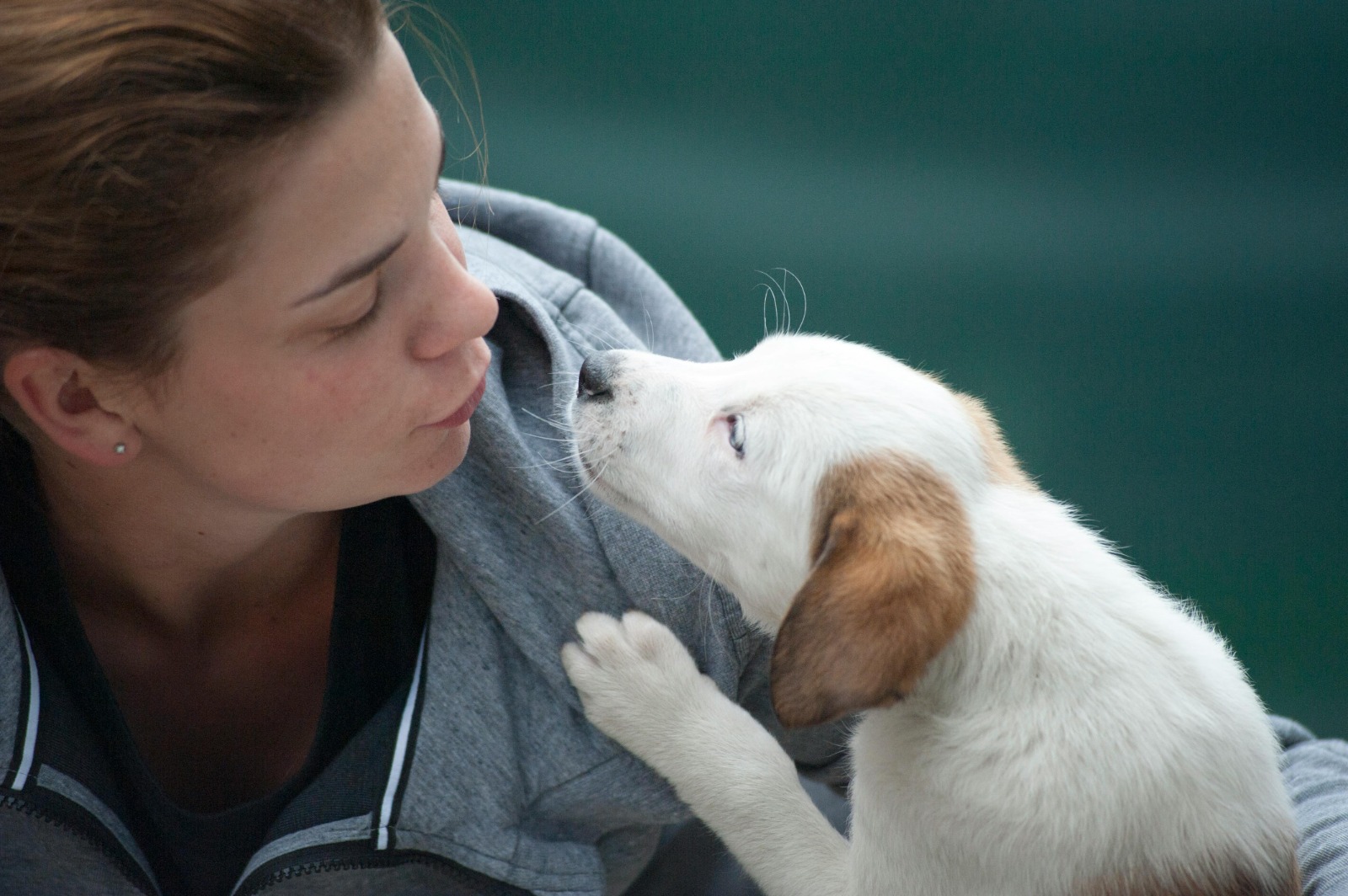 Vet Home Certs: The Easy Way to Get Pet Health Certificates