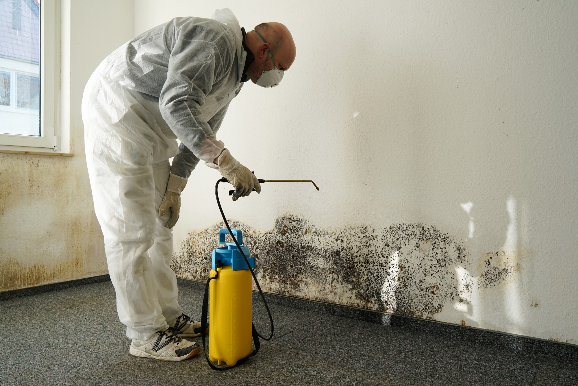 Certified Cleaning Experts in mold remediation north loop austin tx