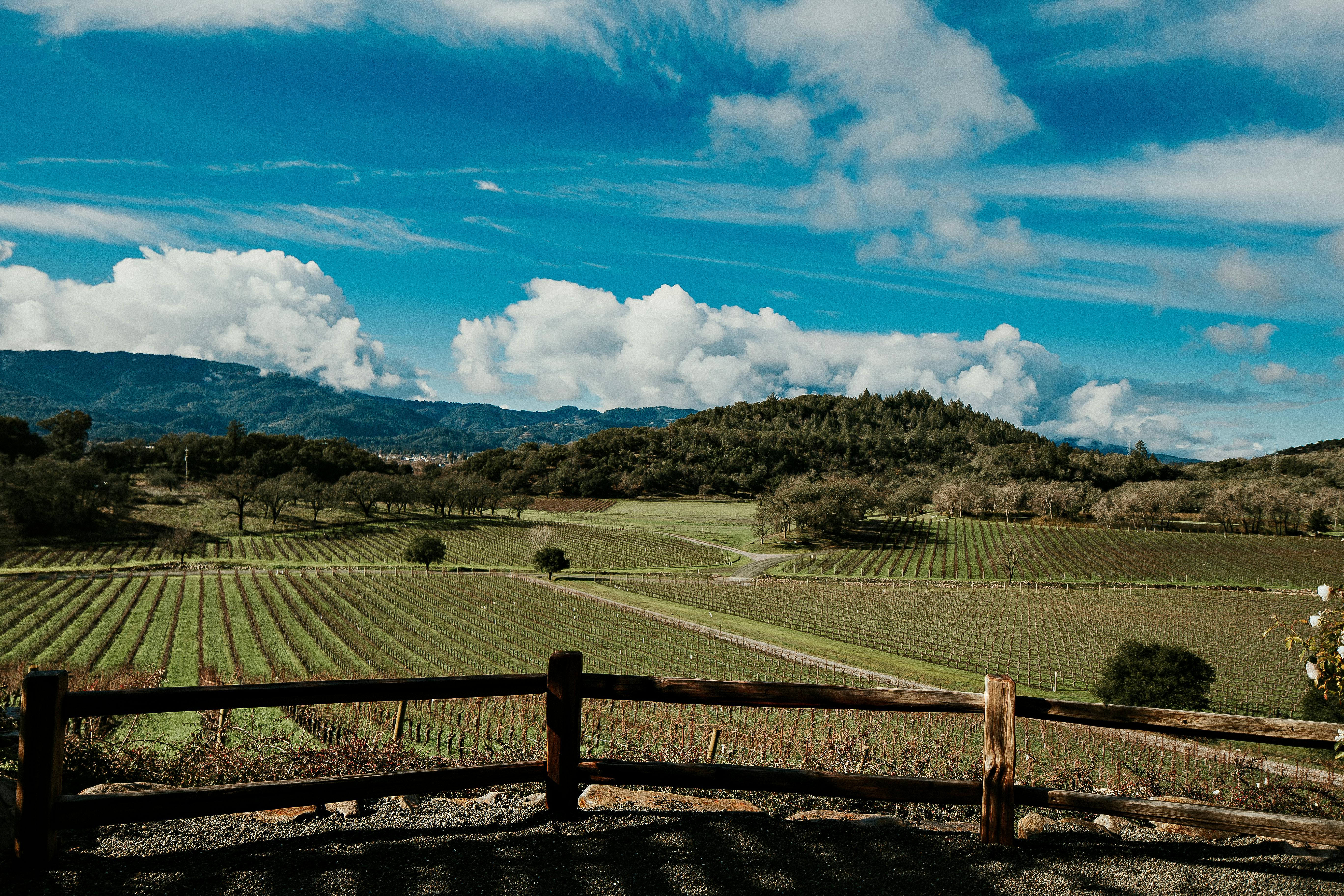 Sacramento Wineries That Showcase the Region’s Best Grapes